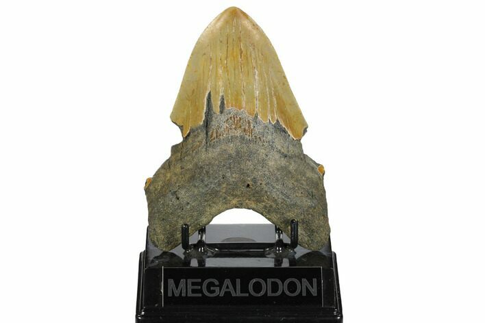 Bargain, Fossil Megalodon Tooth - North Carolina #172598